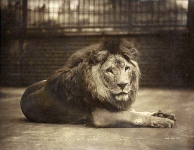 Portrait of Majesty by Gambier Bolton